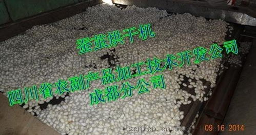 高效蠶繭烘干技術(shù)及設(shè)備展示——四川省農(nóng)副產(chǎn)品加工技術(shù)開發(fā)公司成都分公司專業(yè)服務(wù)